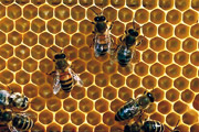 thumbnail - Bijen maken honing (Vlaams-Brabant)